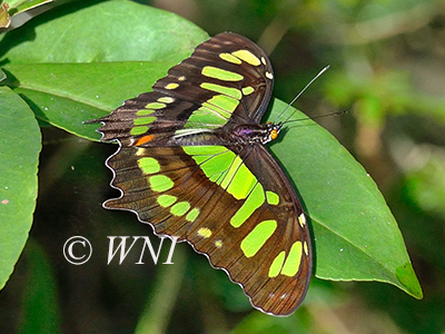 Malachite Butterfly (Siproeta stelenes)